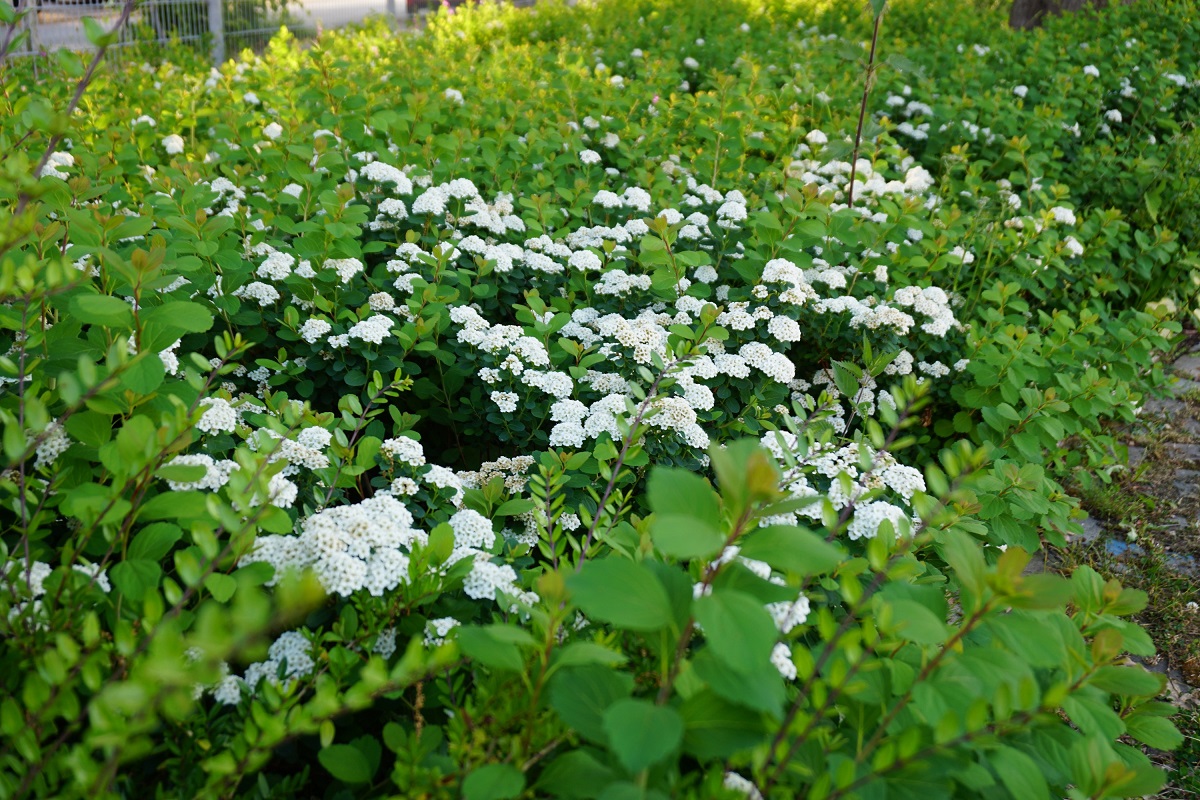 gyfa_stock_0021